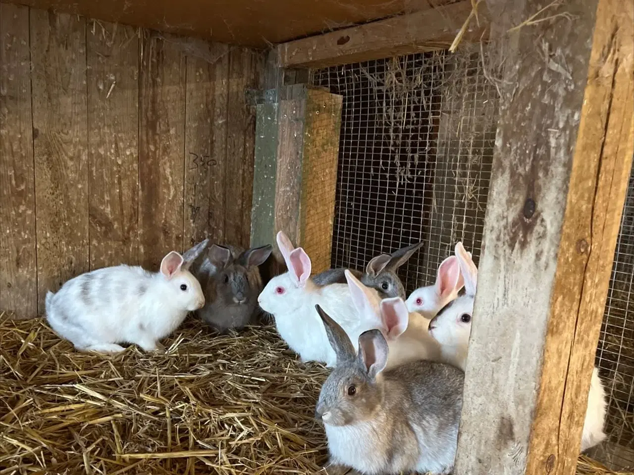 Billede 5 - Dværg kanin unger 