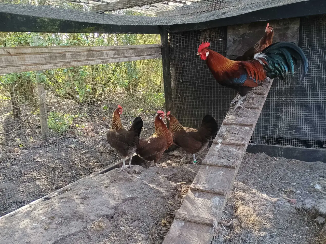 Billede 3 - Danske landhøns i stor 
