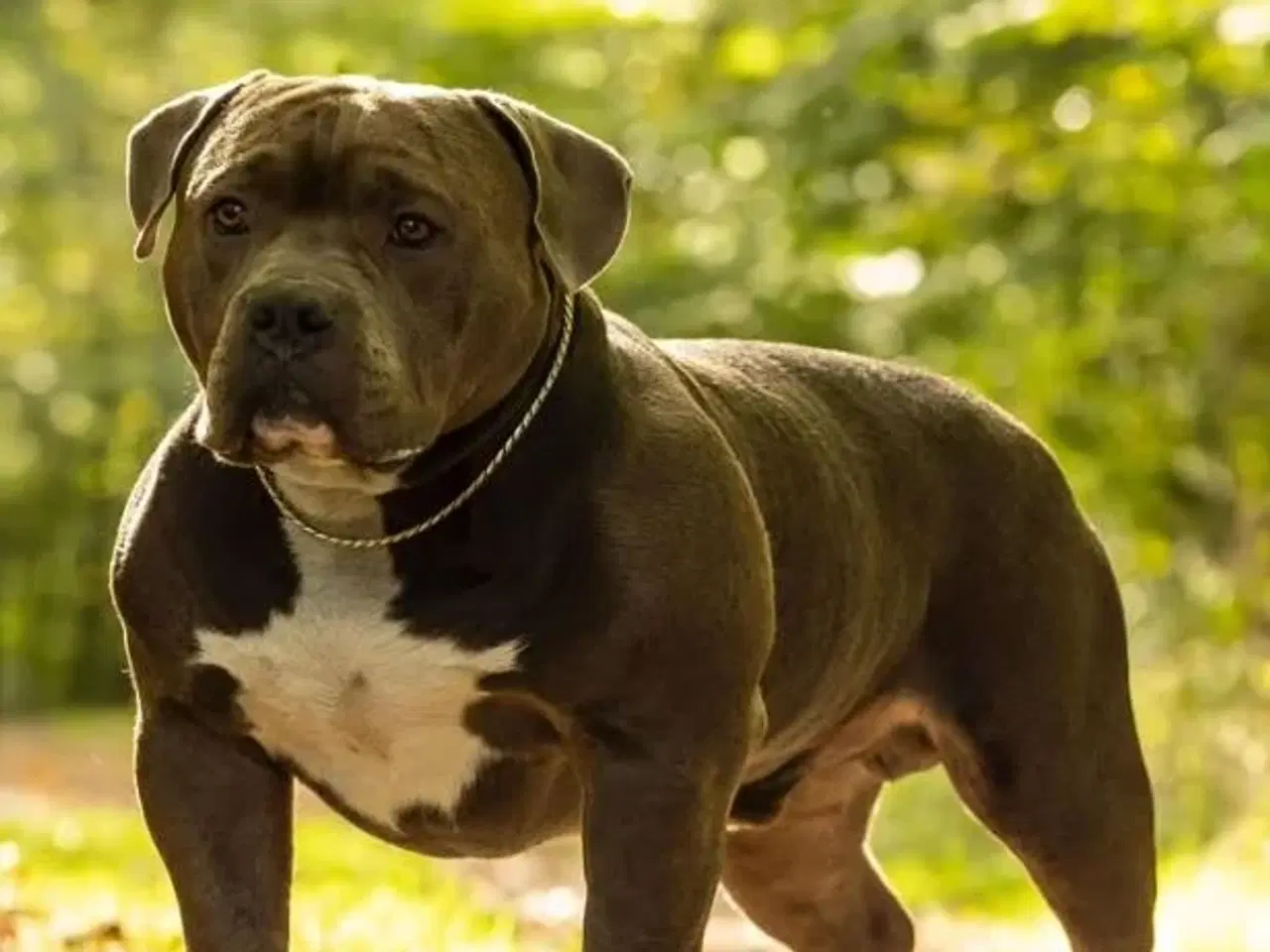 Billede 7 - American bully, hvalpe