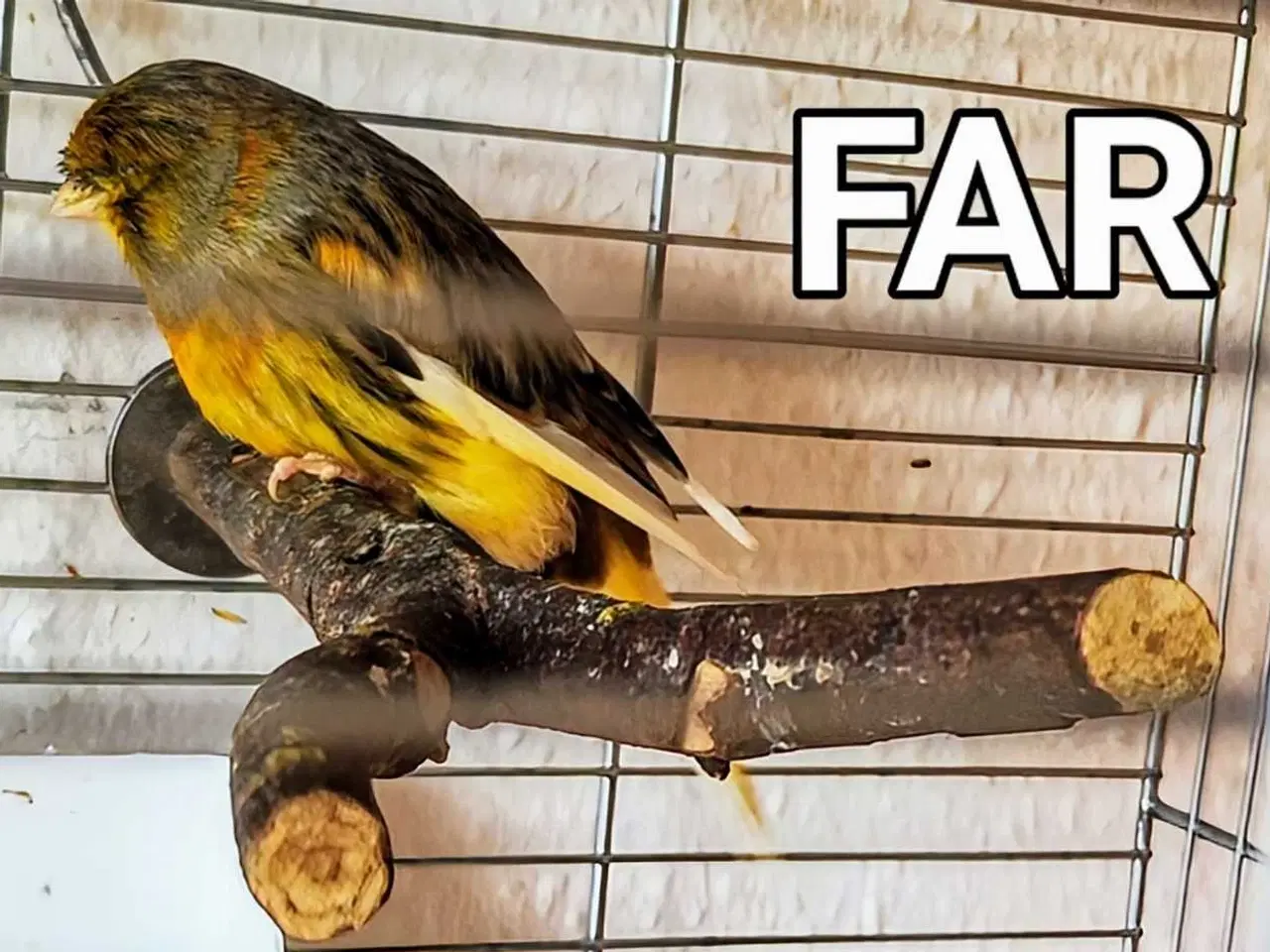 Billede 2 - Kanarie - Fancy Gloster 