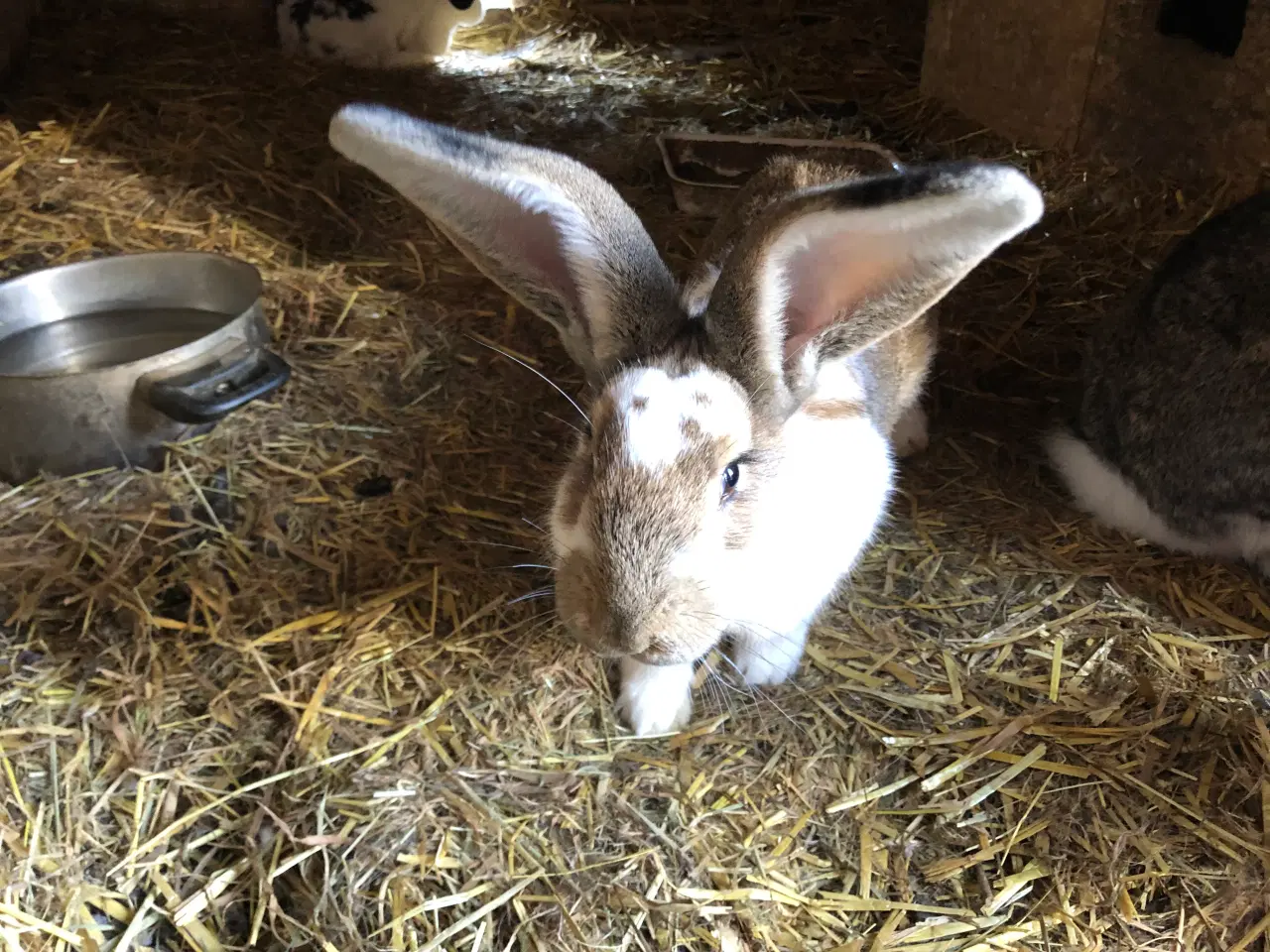 Billede 5 - Hun kanin. 1/2 belgisk kæmpe, 1/4 fransk vædder