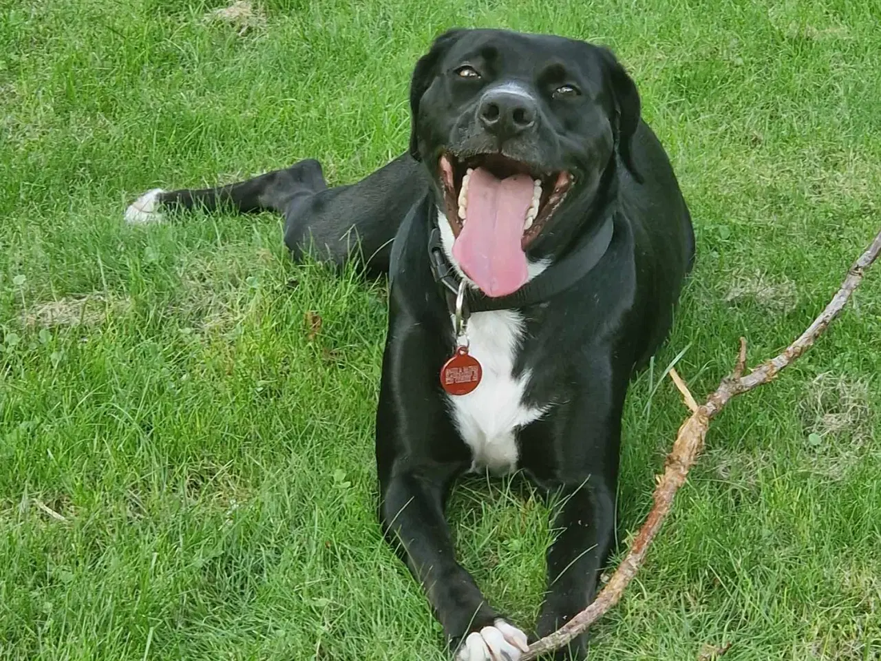 Billede 5 - Hund - Labradorblanding 