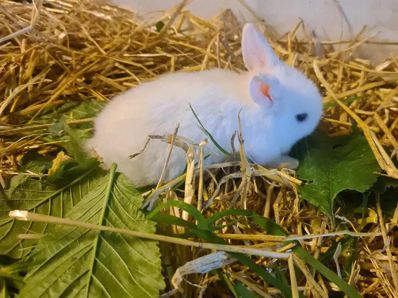 Billede 6 - Mini Lop, kanin unger 