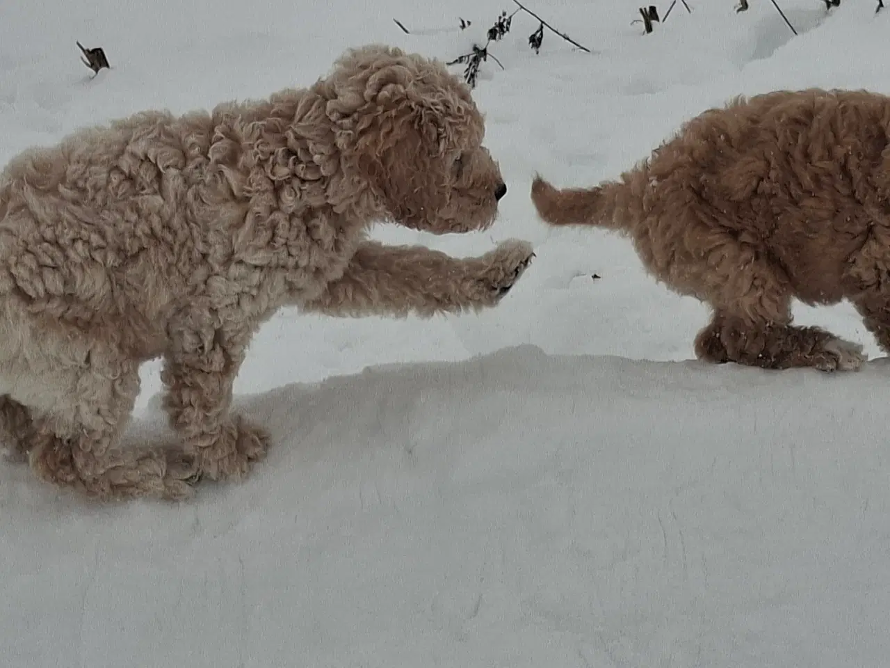 Billede 1 - Goldendoodle/ Labradoodle medium F2 