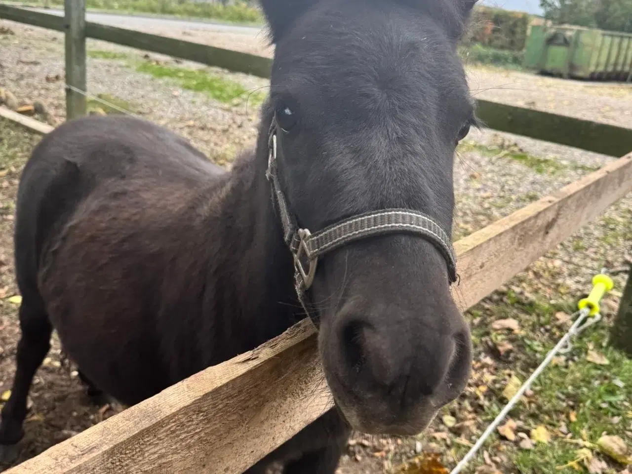 Billede 11 - Sort Shetlænder pony søger kærlig familie