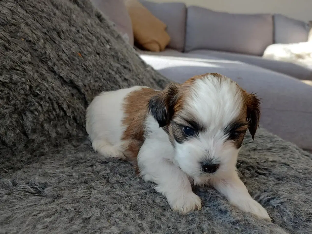 Billede 4 - Boomer hvalpe 🥰