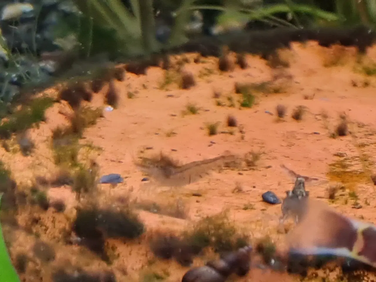 Billede 8 - Sommerfuglecichlider (Mikrogeophagus ramirezi) 