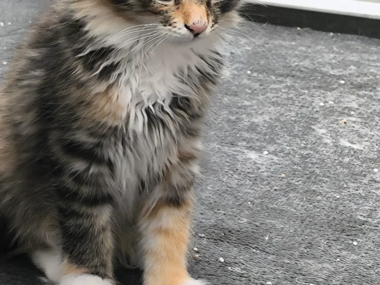 Billede 7 - Main coon/skovkat killinger 