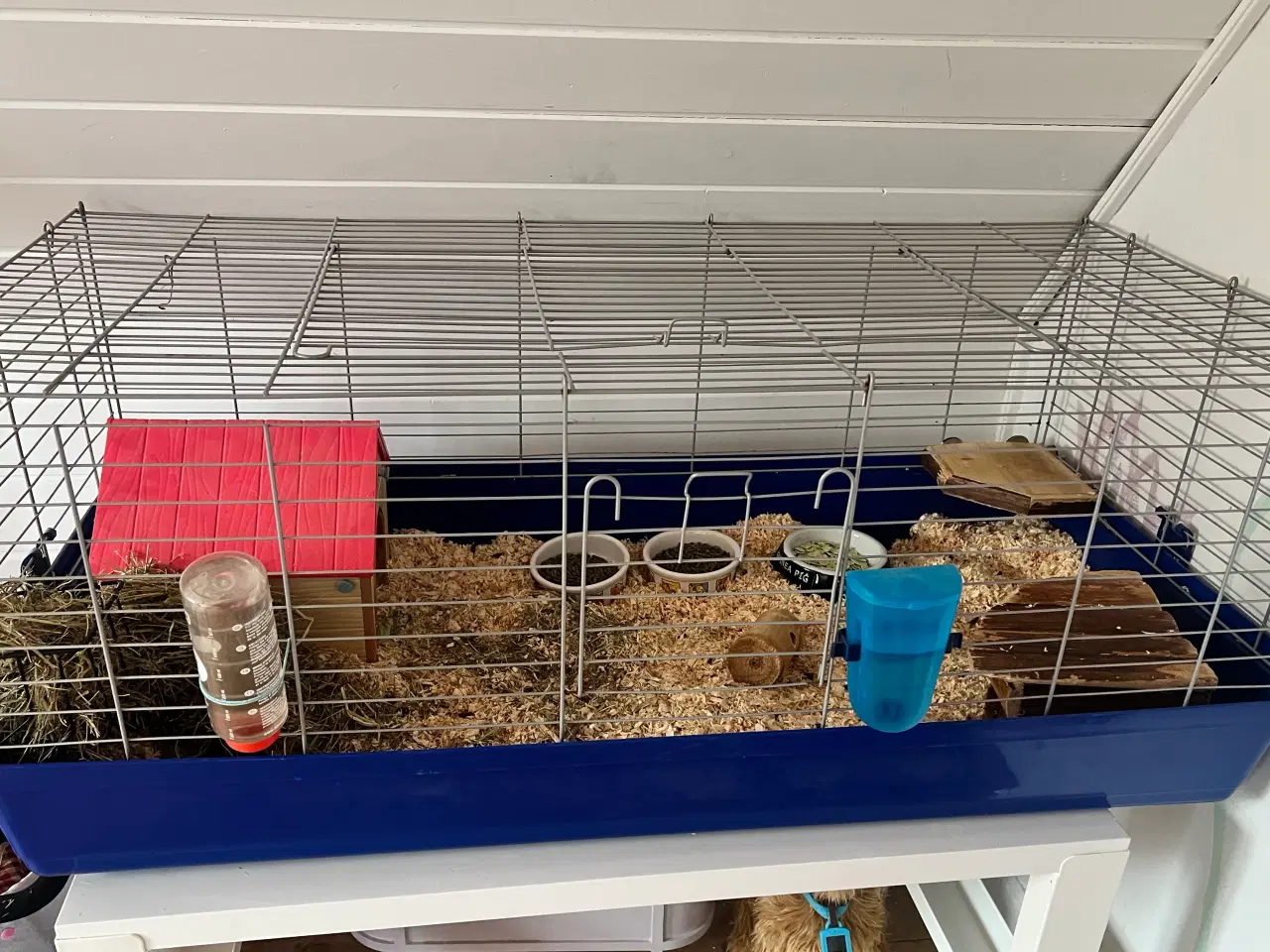 Billede 4 - 2 marsvin + bur