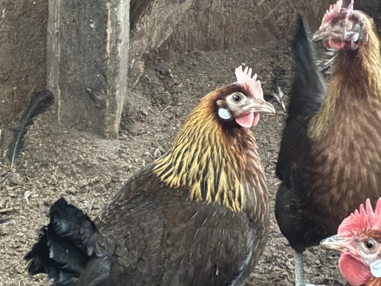 Billede 2 - Landhøns