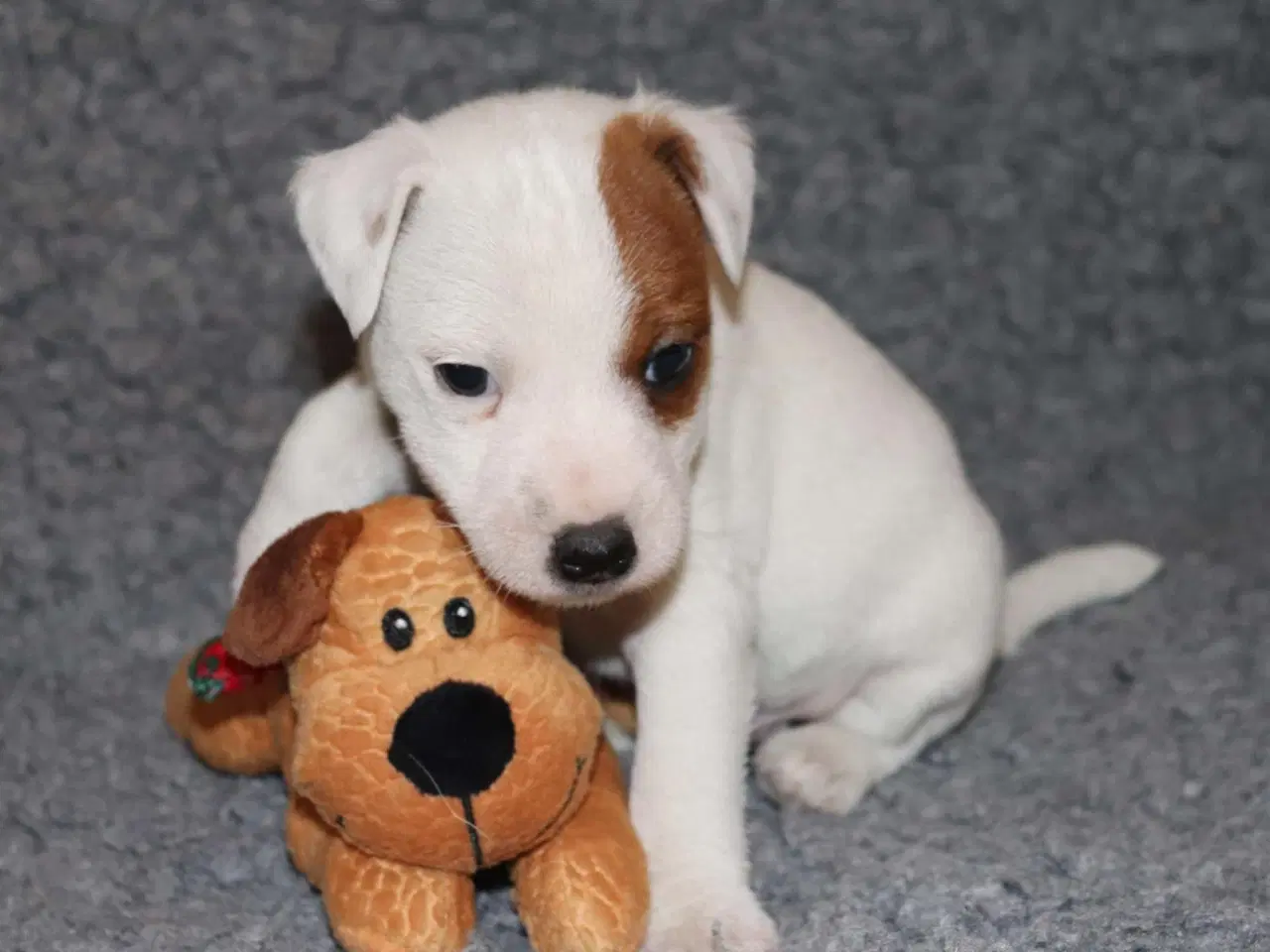 Billede 6 - Parson Jack Russell terrier hvalpe