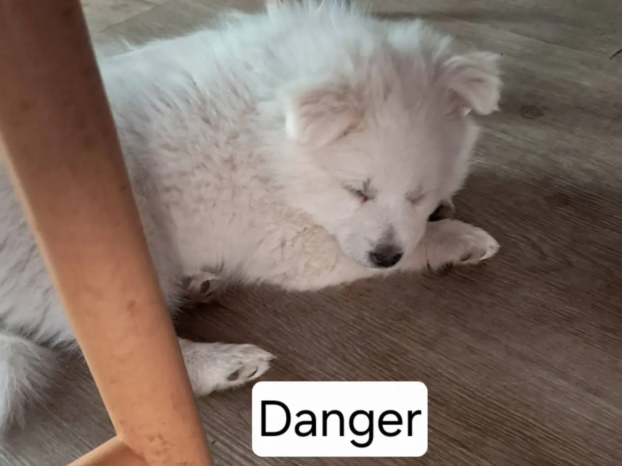 Billede 3 - 3 Danske Spids drenge søger nyt hjem