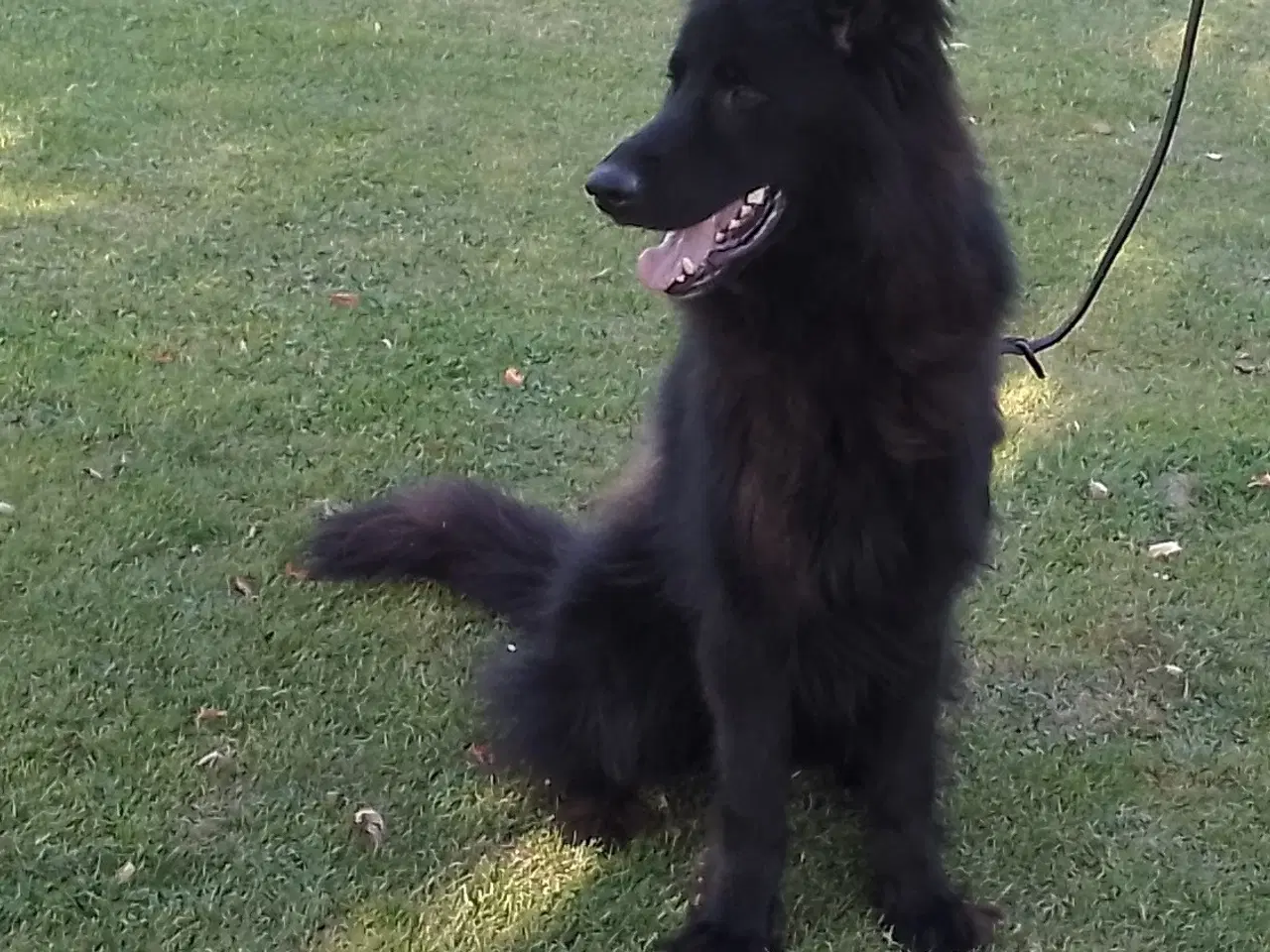 Billede 7 - Langstockhåret Helsort "Hanhund" 🙂