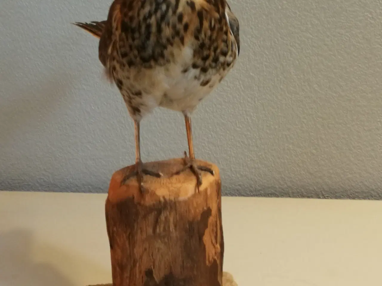 Billede 2 - Flot udstoppet sjagger