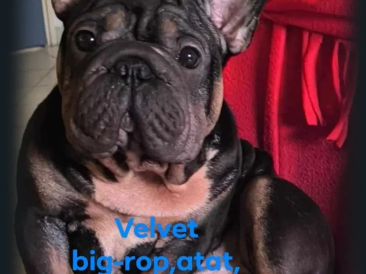 Billede 11 - Velvet big rope Fransk bulldog.