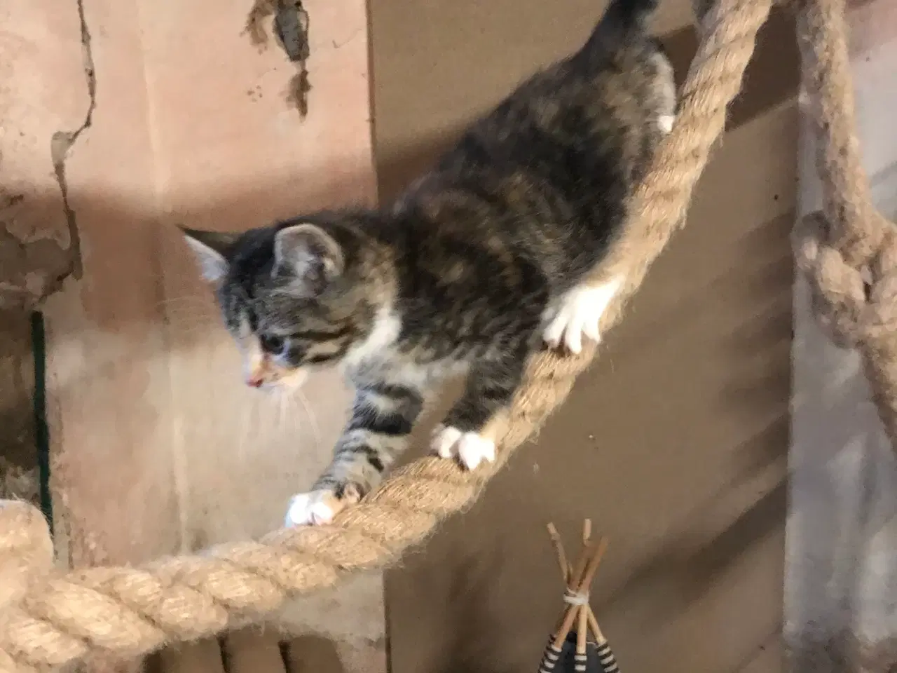 Billede 3 - Smuk  pige