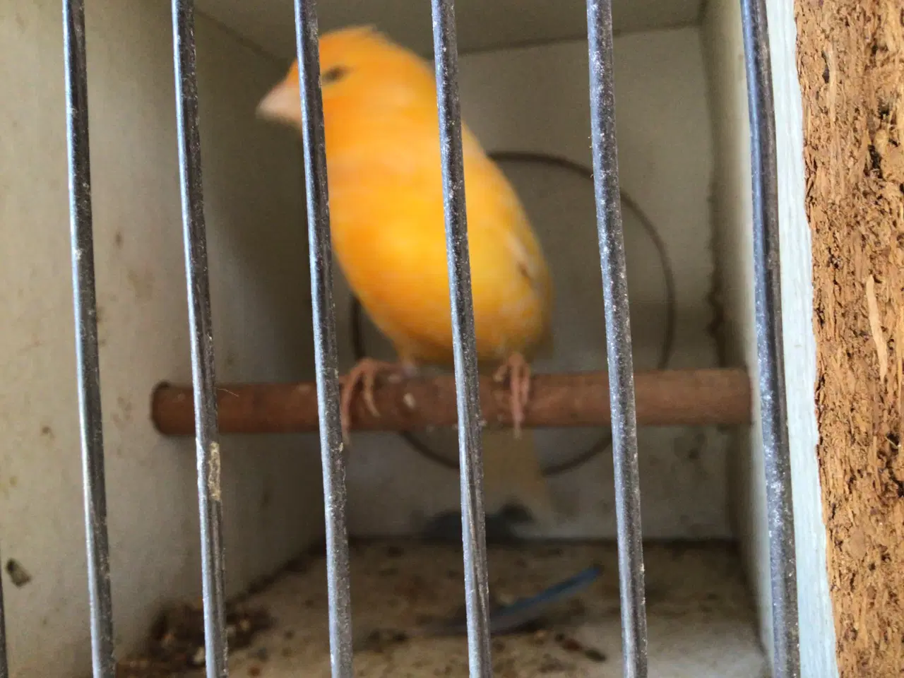 Billede 5 - Kanariefugle unger