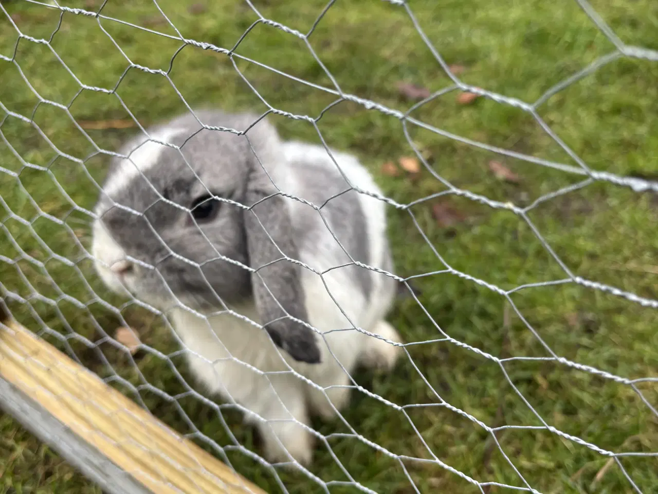 Billede 2 - Minilop han kanin ca.8 måneder gratis