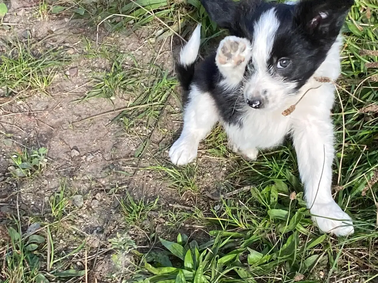 Billede 5 - Border Collie / Powder puff