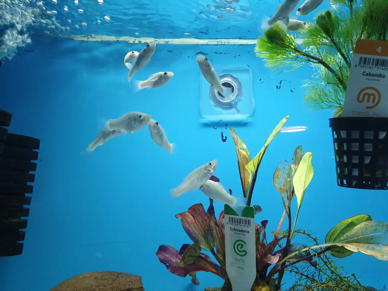 Billede 3 - 🐟✨ SEJLFINNET MOLLY TIL SALG ✨🐟  Sejlfinnet moll