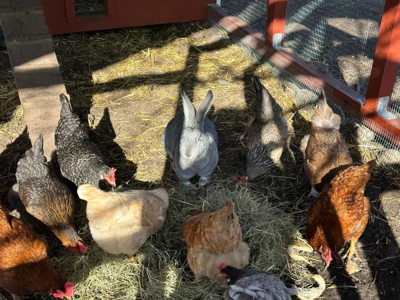 Billede 3 - Rugeæg 5 kr 