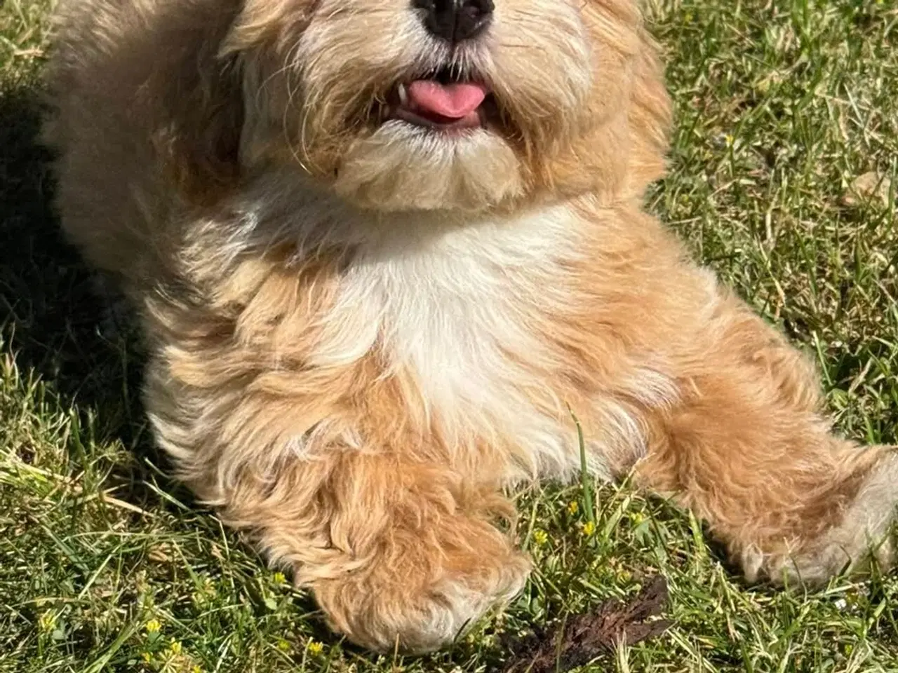 Billede 5 - Bichon Havanais hvalpe