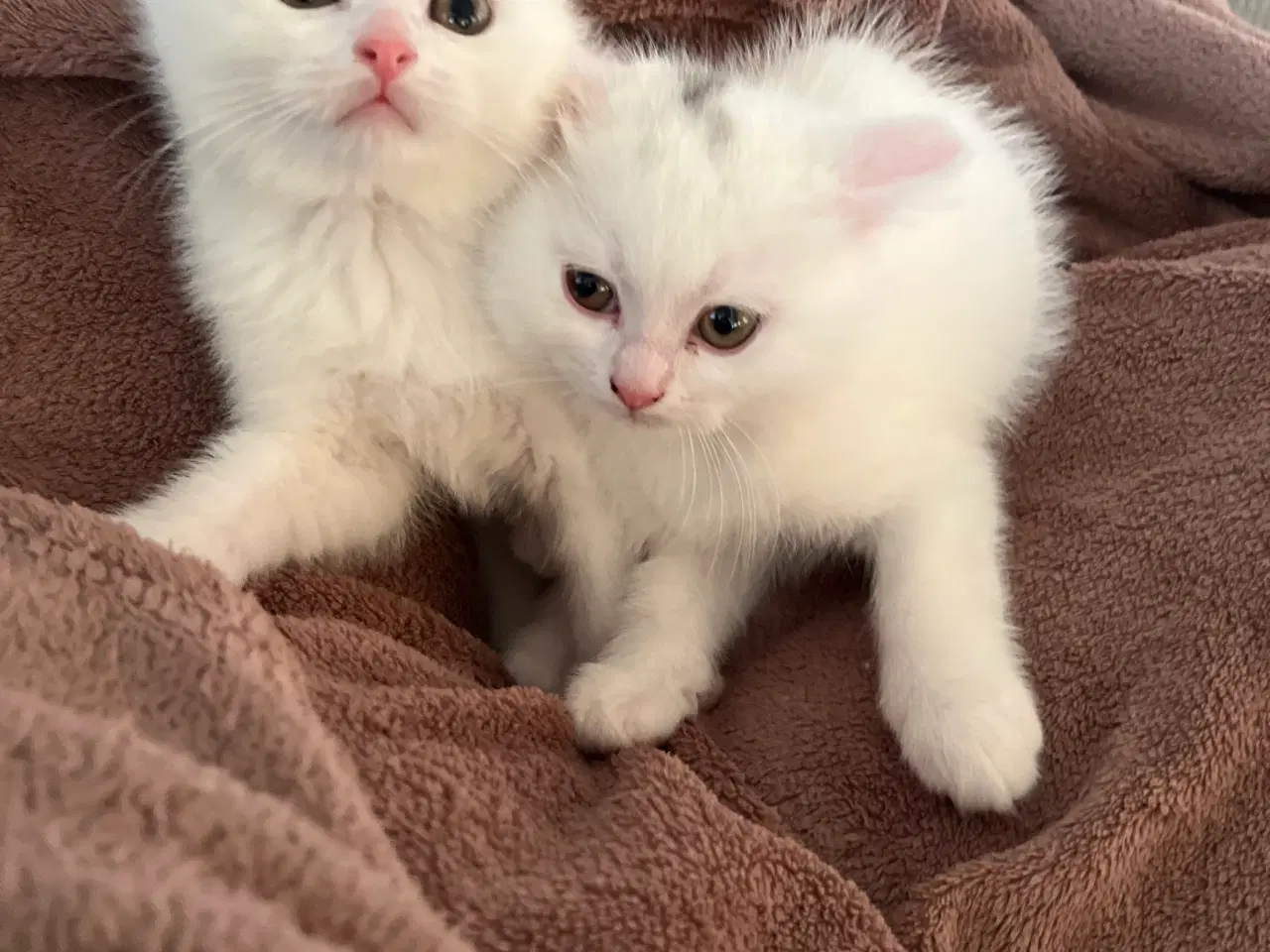 Billede 13 - British /scottish fold