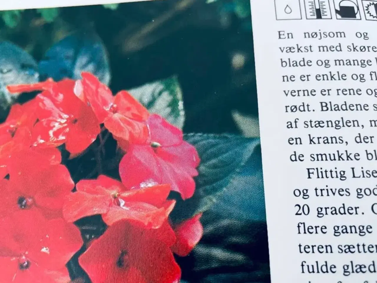 Billede 6 - Stueplanter bo bedre 