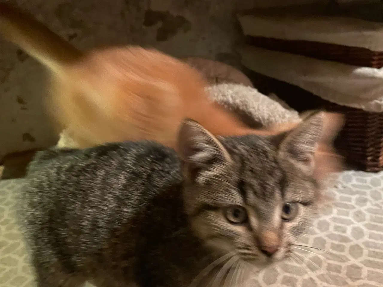 Billede 4 - Killinger søger nye hjem