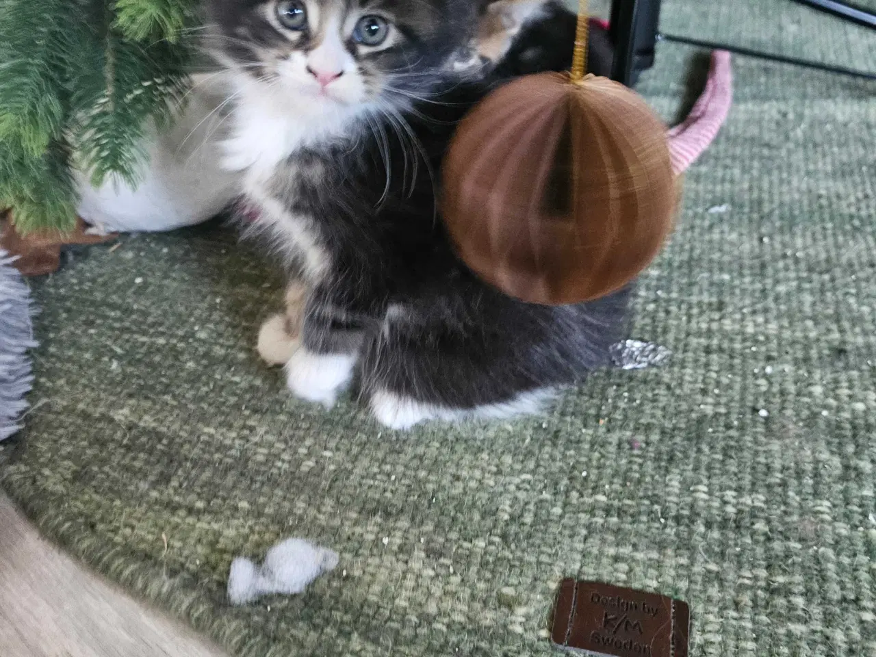 Billede 6 - Maine Coon killing m/stamtavle 