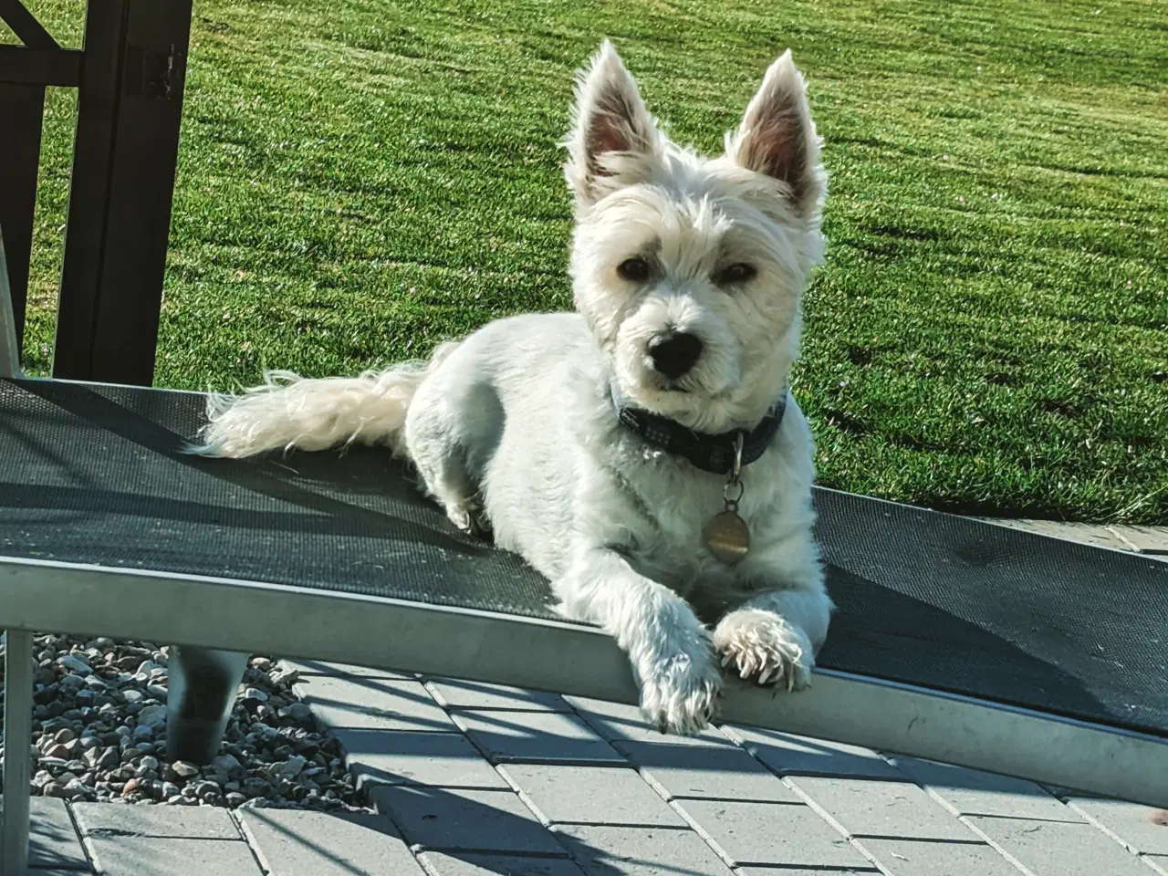 Billede 1 - Parring westie