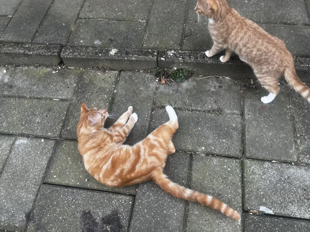 Billede 1 - Dejlige indendørskillinger -Afdrag muligt 