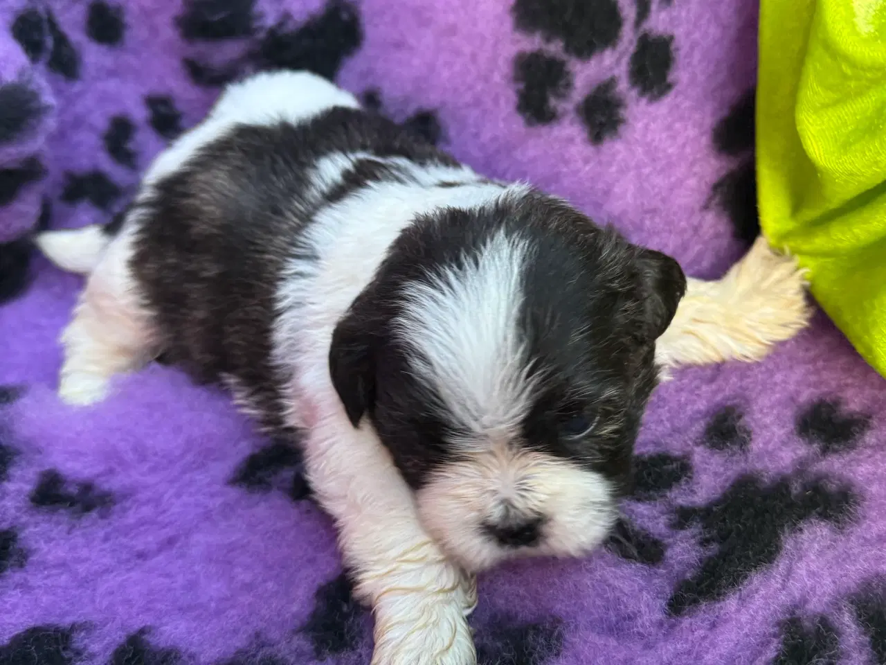 Billede 18 - Shih  tzu-mor/ Coton de Tulear-far