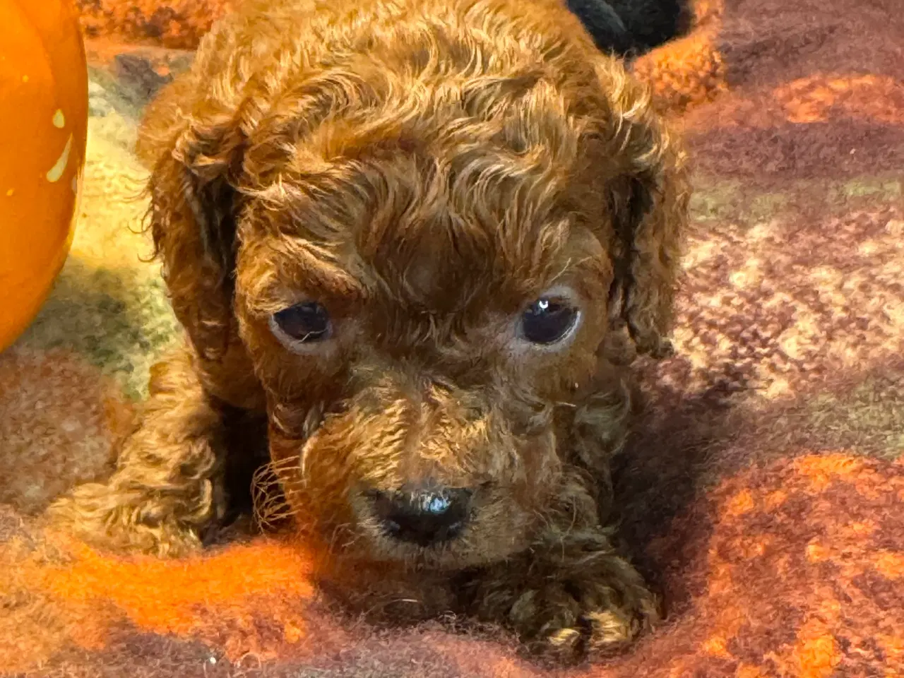 Billede 5 - Mini Amerikansk Cockapoo