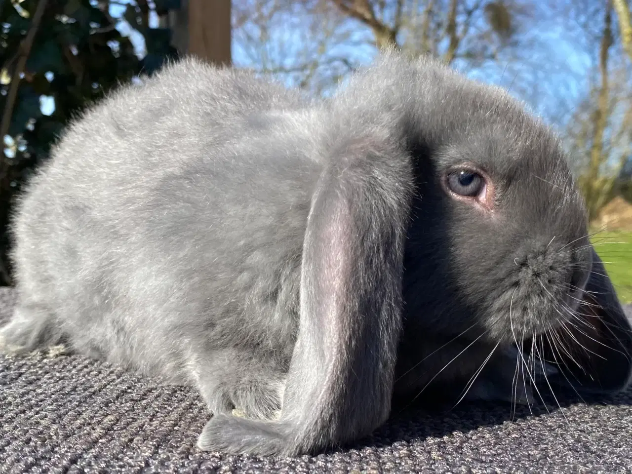 Billede 1 - FRANSK VÆDDER HUN BLÅ