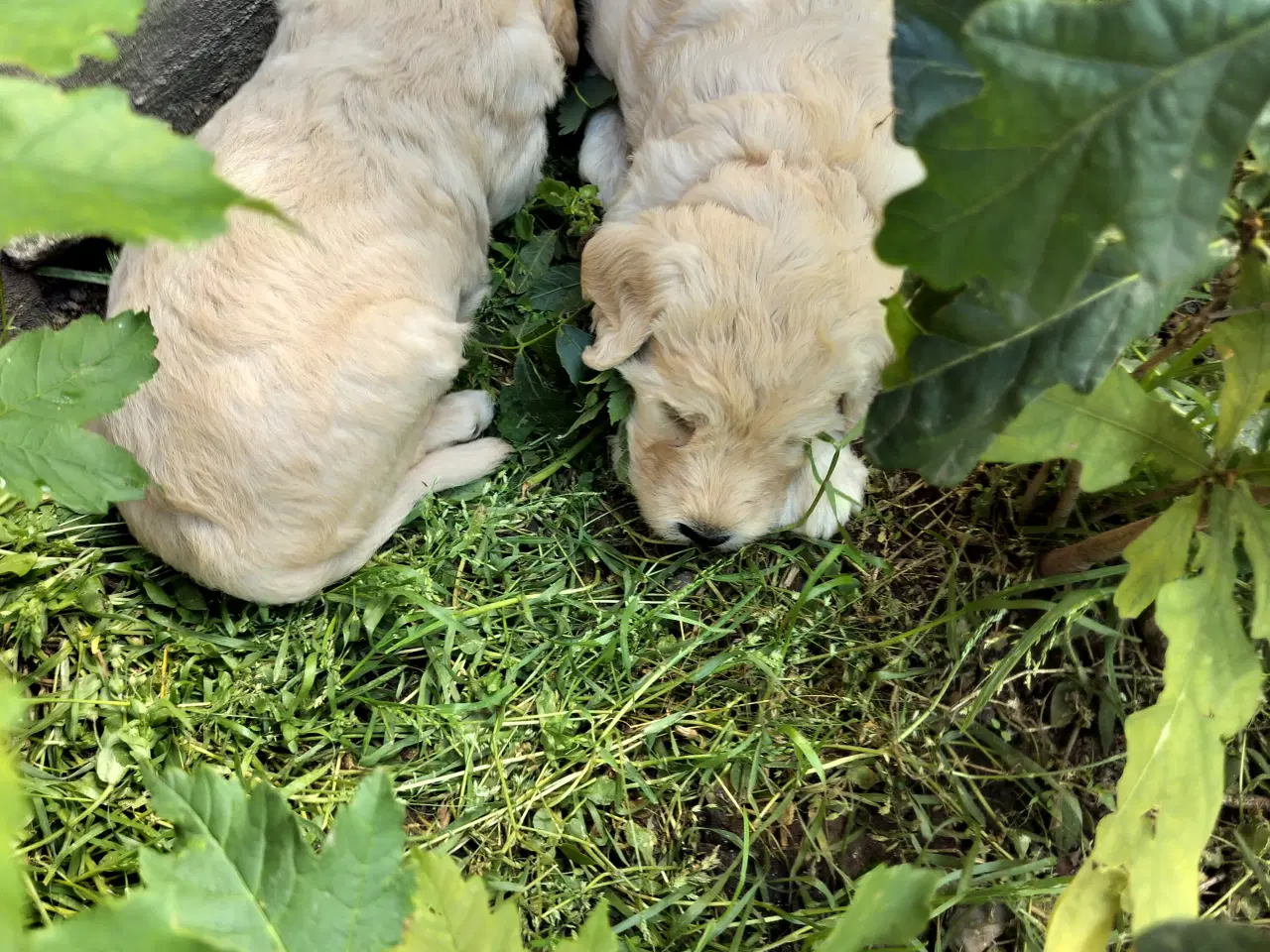 Billede 1 - Labradoodle hvalpe (F2) sælges