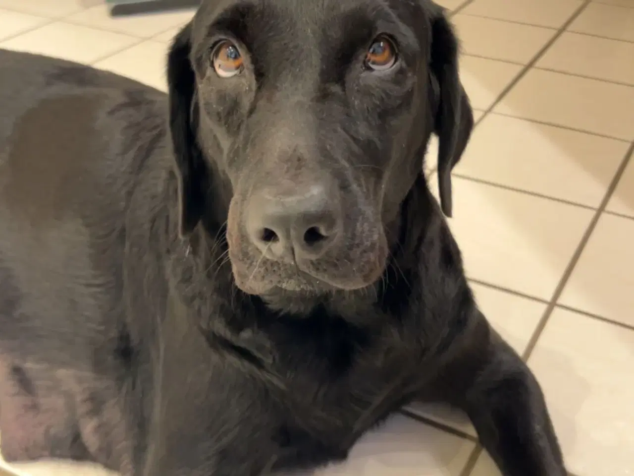 Billede 3 - Labrador hvalpe 