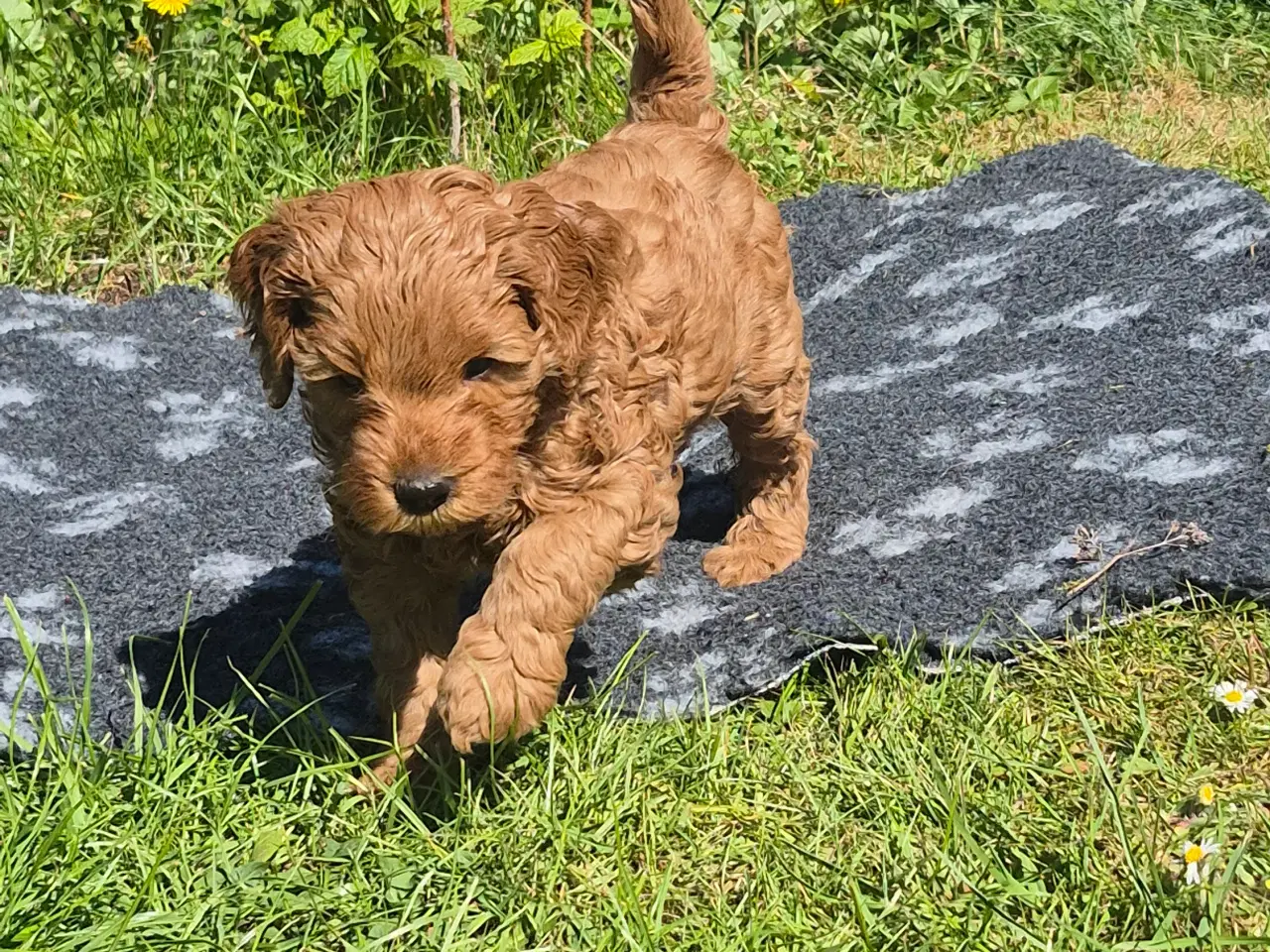 Billede 3 - Goldendoodle  hvalpe - 14-21 kg