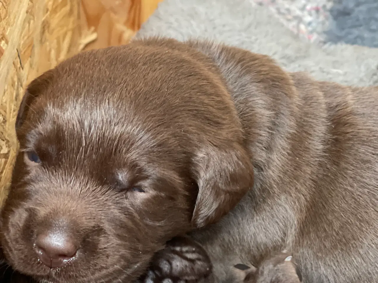 Billede 4 - Brune labrador hvalpe