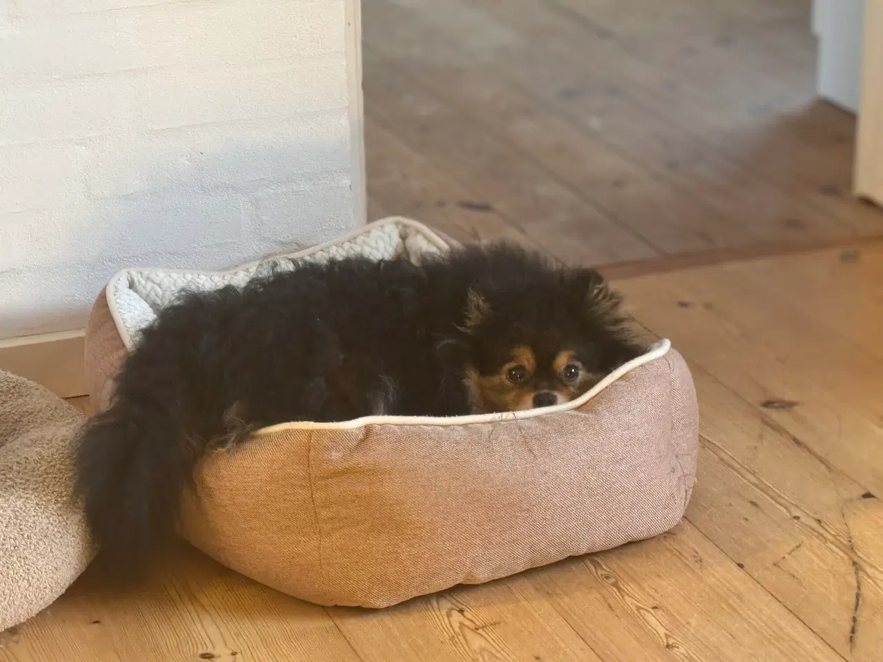 Billede 2 - Pomeranian babyer 