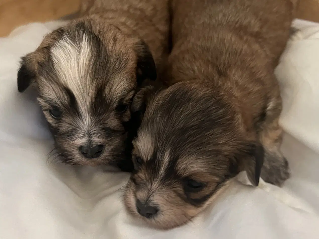 Billede 18 - Små allergivenlige og ikke fældende hundehvalpe