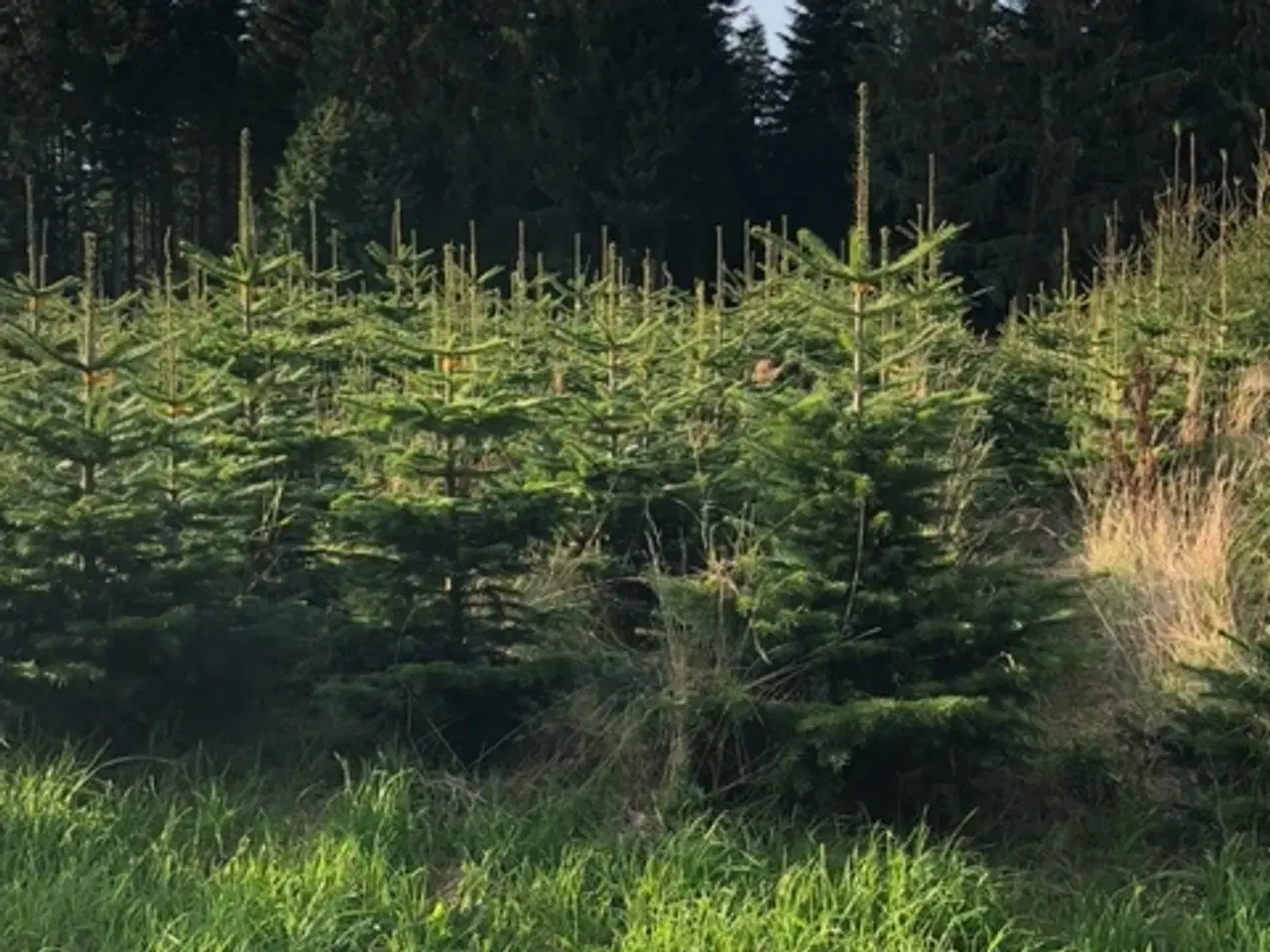 Billede 2 - Økologiske juletræer 