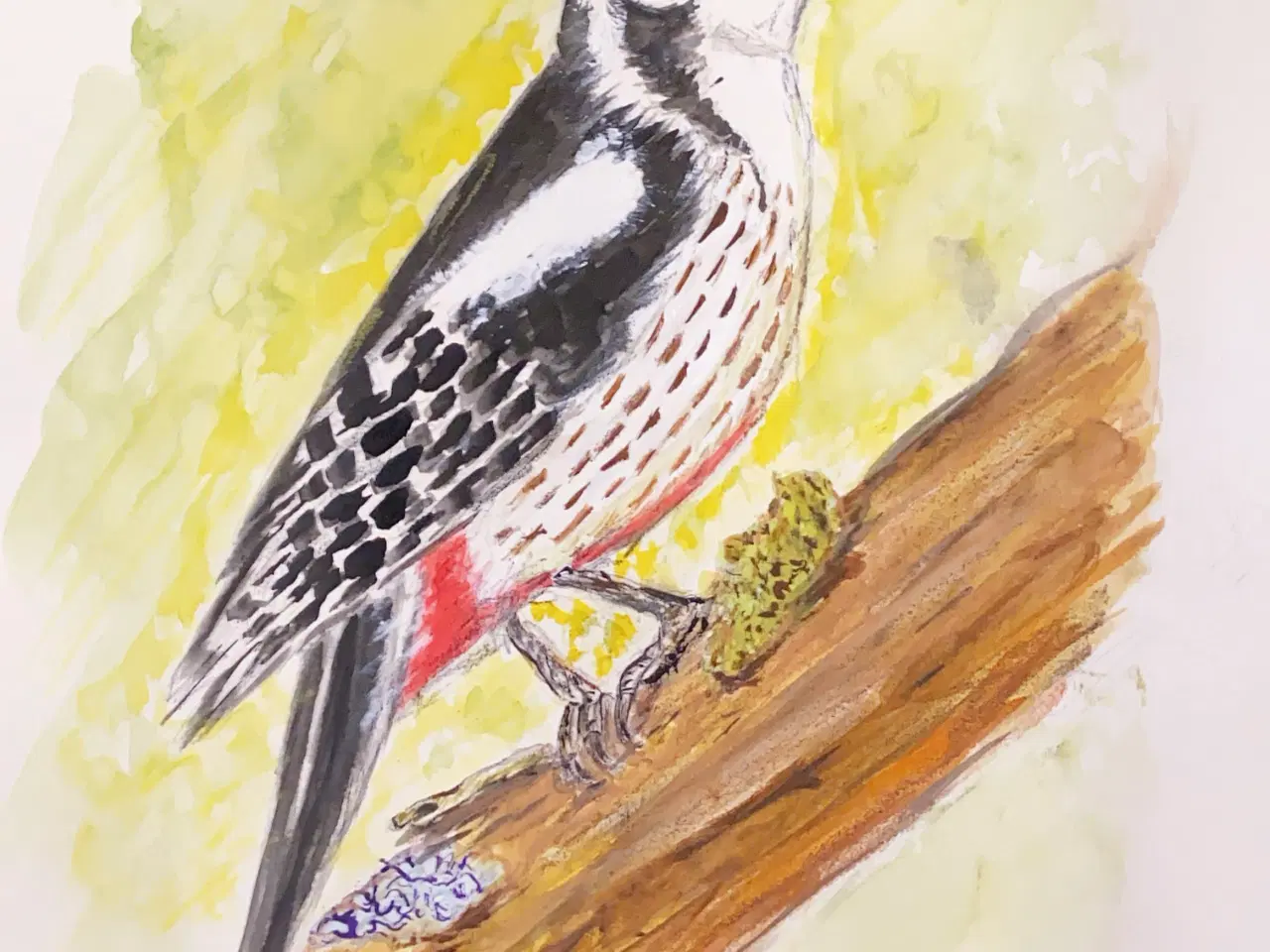 Billede 16 - Akvareller 