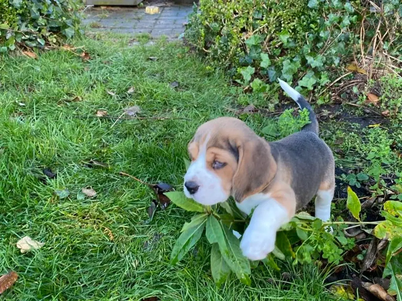 Billede 3 - Beagle hvalpe til salg