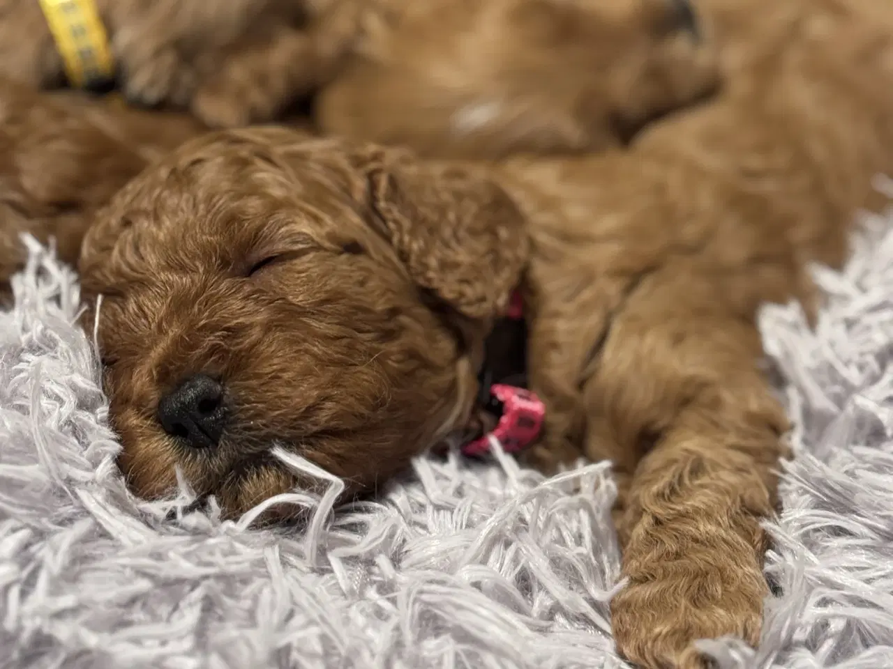 Billede 4 - Cavapoo F1 B