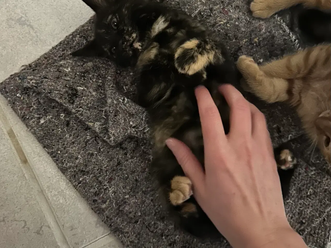 Billede 4 - Kattekilling