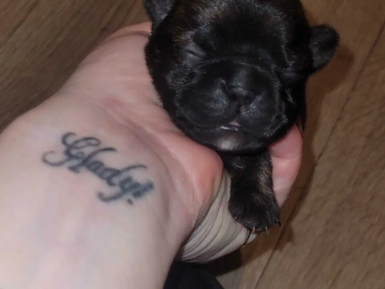 Billede 4 - Mops beagle blanding