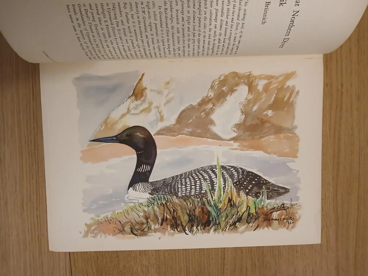 Billede 3 - Finn Salomonsen: Grønlands fugle