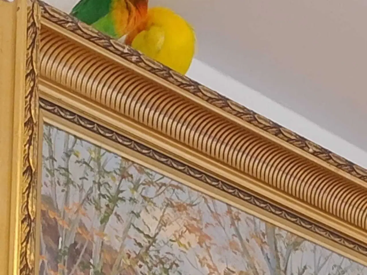 Billede 5 - Dværgpapegøje