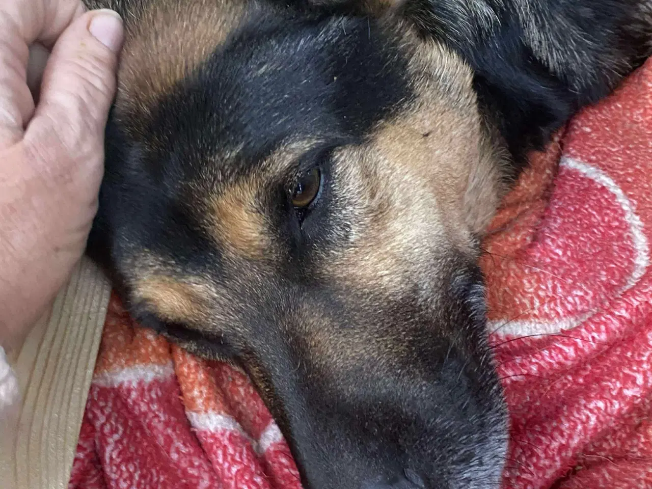 Billede 6 - Milde Bono søger familie